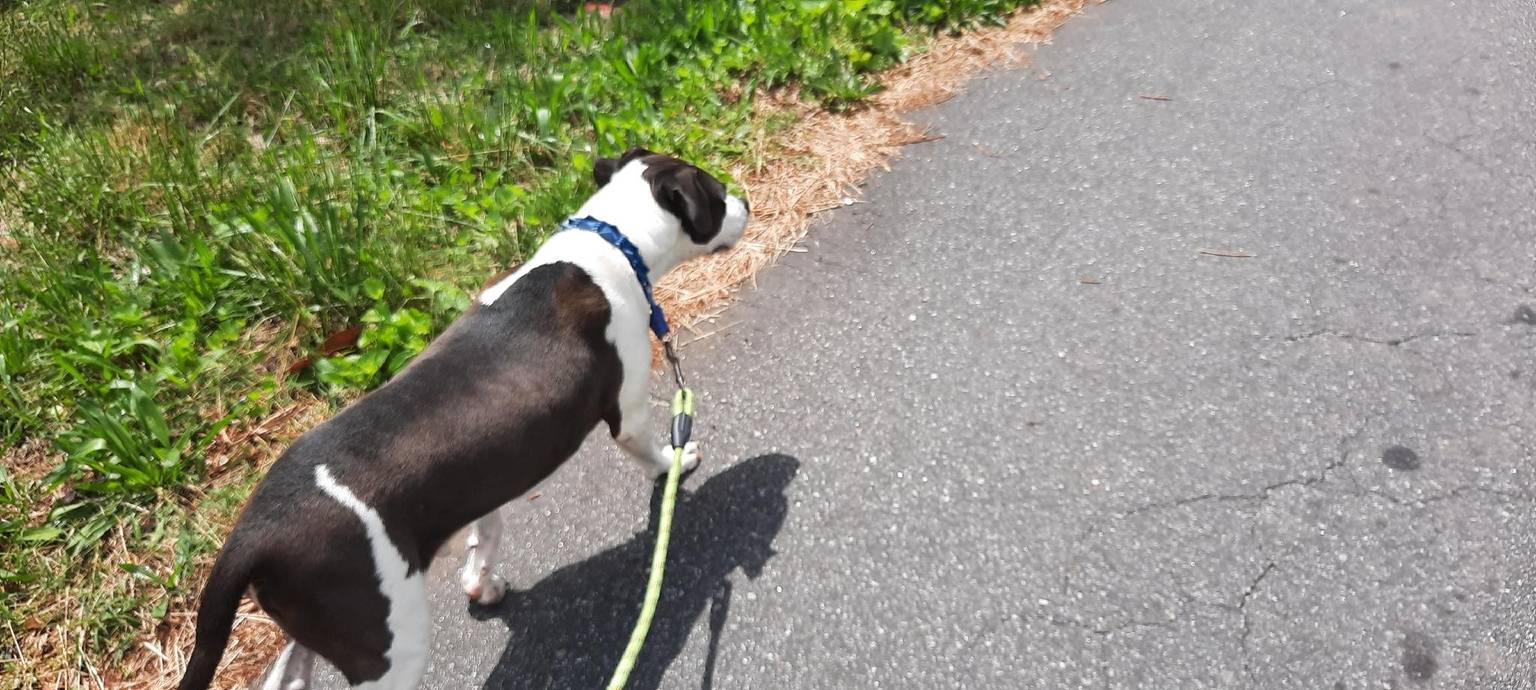 Comfortable dog sitting services